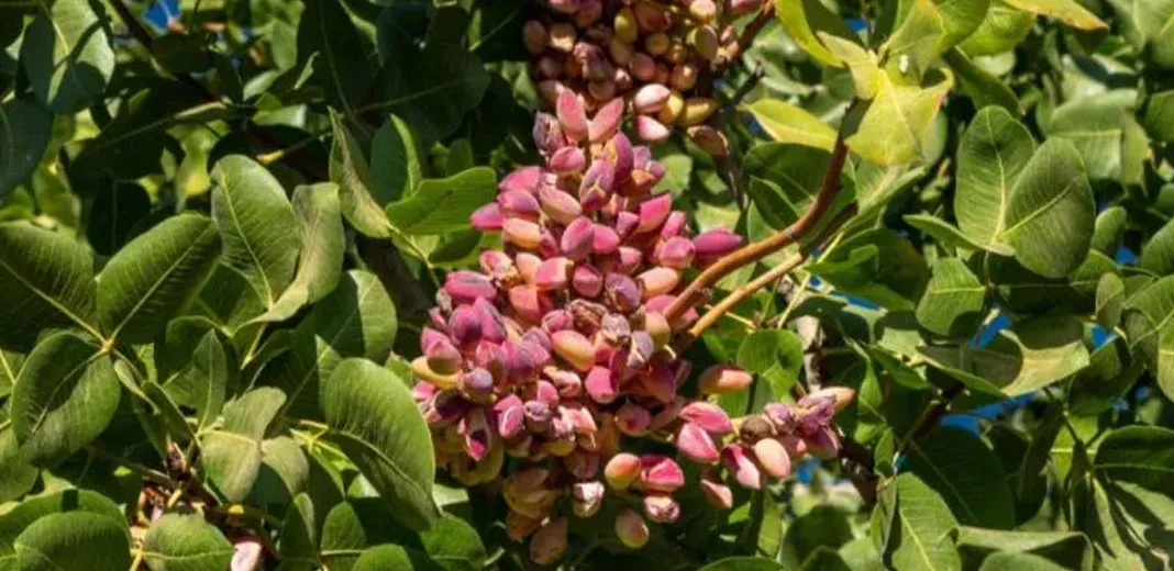 بساتين الفستق في مورك