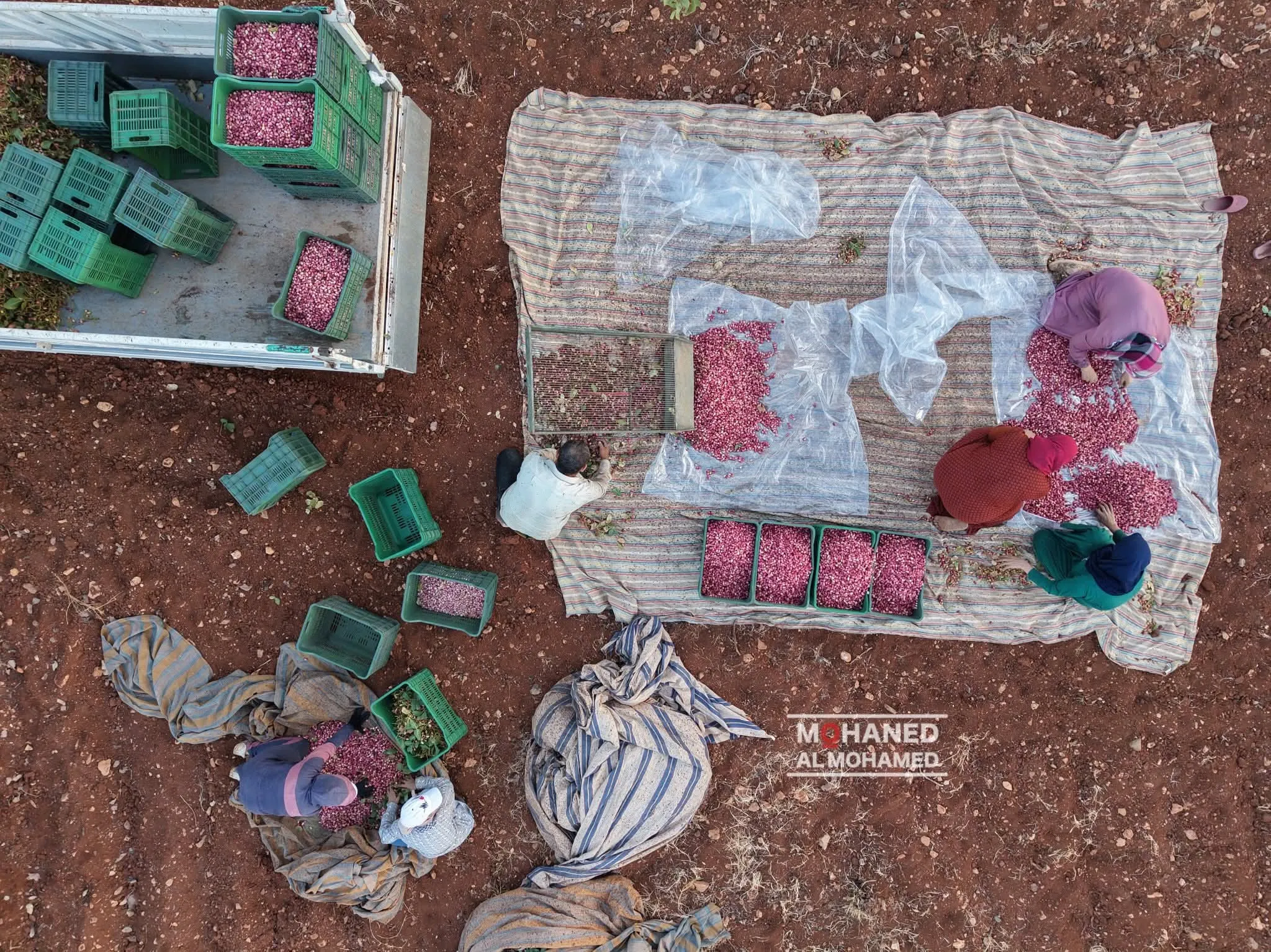   اثناء القطاف 