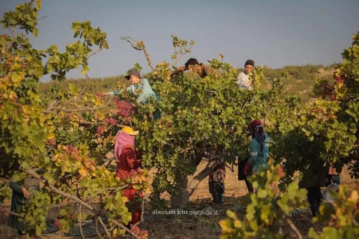   اثناء القطاف 